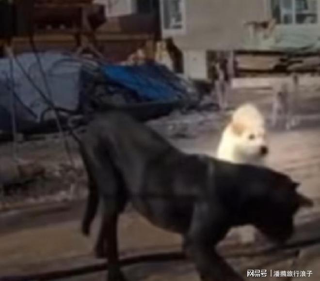 爆火！身价飙升至10万美元狗主人被扒冰球突破豪华版贵州下司犬