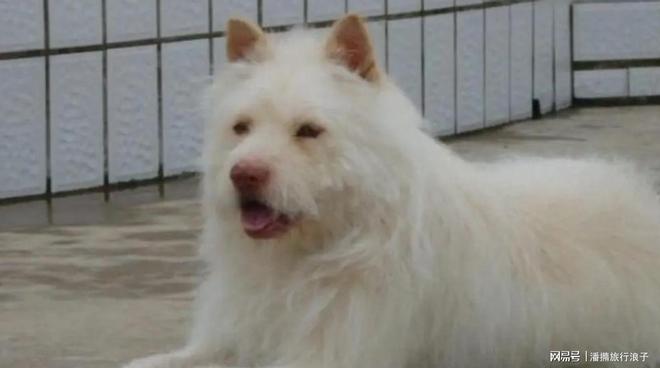 爆火！身价飙升至10万美元狗主人被扒冰球突破豪华版贵州下司犬“查理国王”(图6)
