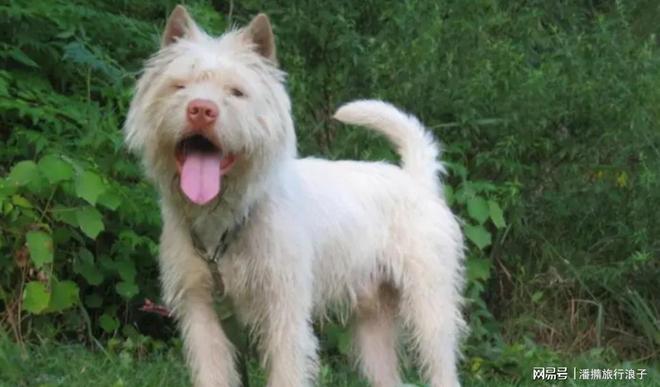 爆火！身价飙升至10万美元狗主人被扒冰球突破豪华版贵州下司犬“查理国王”(图7)