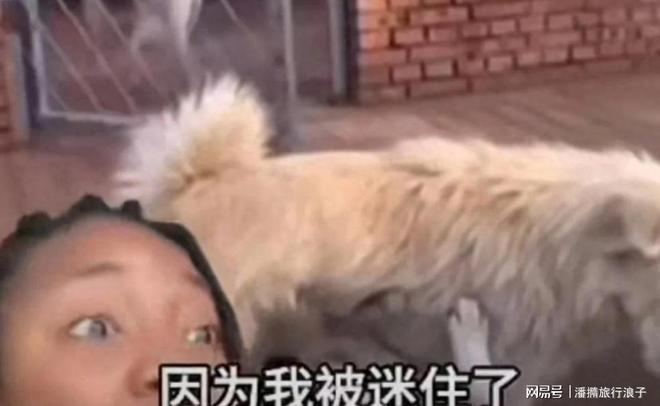 爆火！身价飙升至10万美元狗主人被扒冰球突破豪华版贵州下司犬“查理国王”(图5)