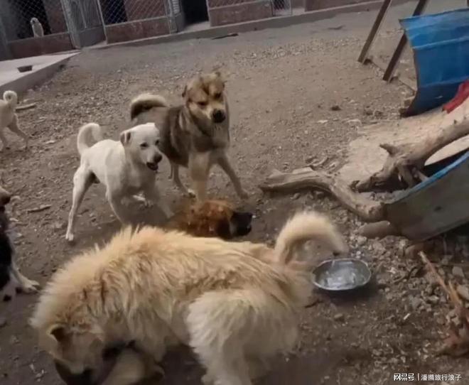 爆火！身价飙升至10万美元狗主人被扒冰球突破豪华版贵州下司犬“查理国王”(图4)