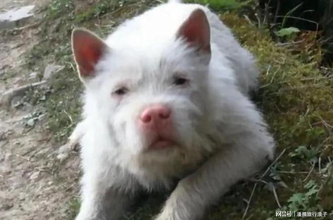 爆火！身价飙升至10万美元狗主人被扒冰球突破豪华版贵州下司犬“查理国王”(图12)
