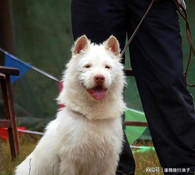 爆火！身价飙升至10万美元狗主人被扒冰球突破豪华版贵州下司犬“查理国王”(图14)