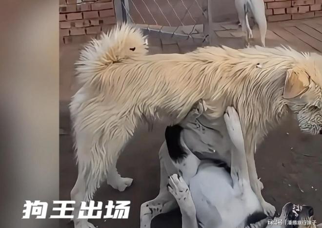 爆火！身价飙升至10万美元狗主人被扒冰球突破豪华版贵州下司犬“查理国王”(图9)