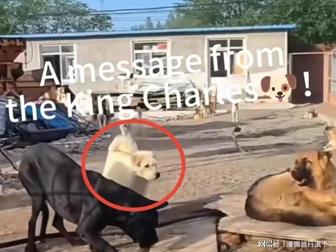 爆火！身价飙升至10万美元狗主人被扒冰球突破豪华版贵州下司犬“查理国王”(图8)