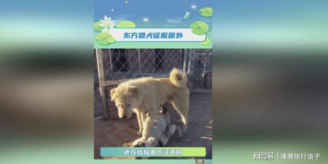 爆火！身价飙升至10万美元狗主人被扒冰球突破豪华版贵州下司犬“查理国王”(图13)