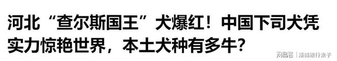 爆火！身价飙升至10万美元狗主人被扒冰球突破豪华版贵州下司犬“查理国王”(图15)
