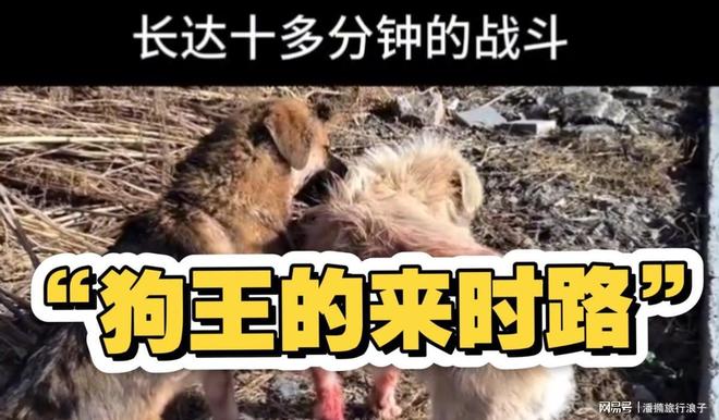 爆火！身价飙升至10万美元狗主人被扒冰球突破豪华版贵州下司犬“查理国王”(图10)