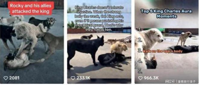 爆火！身价飙升至10万美元狗主人被扒冰球突破豪华版贵州下司犬“查理国王”(图11)