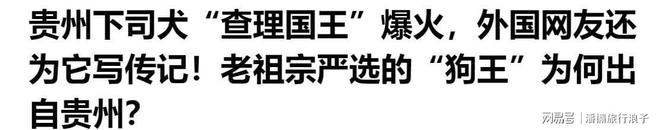 爆火！身价飙升至10万美元狗主人被扒冰球突破豪华版贵州下司犬“查理国王”(图17)