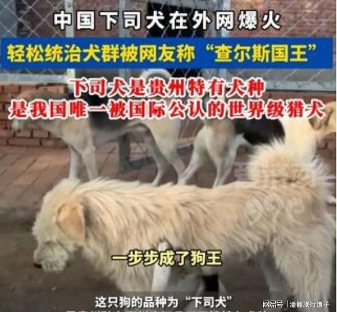 爆火！身价飙升至10万美元狗主人被扒冰球突破豪华版贵州下司犬“查理国王”(图19)