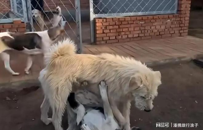 爆火！身价飙升至10万美元狗主人被扒冰球突破豪华版贵州下司犬“查理国王”(图20)